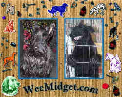 A site devoted to my Scotties - stories, photos, etc.